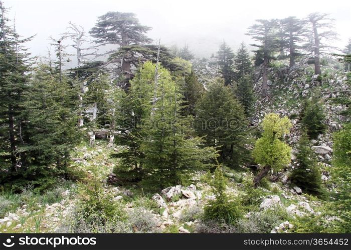 Mist in the forest on the slope of mount Tahtali, Turkey