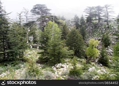 Mist in the forest on the slope of mount Tahtali, Turkey