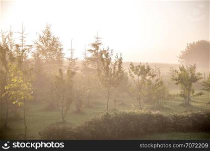 Mist in the orchard. Summer landscape with fruit garden in fog. Classic rural landscape with mist in Latvia. Fog on the garden in summer time.
