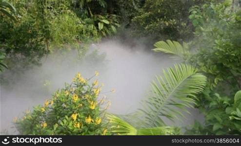 Mist moving through a dense tropical jungle