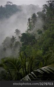 Mist over tropical vegetation in Bali
