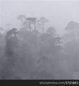 Mist overTrongsa District, Bhutan