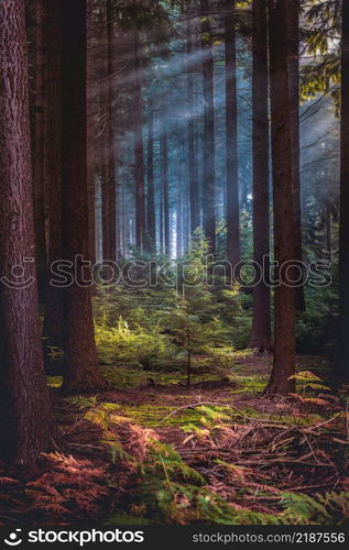 Misty autumnal coniferous stand in morning with sunbeams entering. Autumn landscape road through a pine forest at sunset