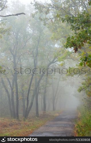 Misty autumnal road in forest