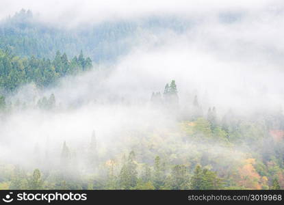 Misty background with pine forset in Autumn Mishima Fukushima Japan