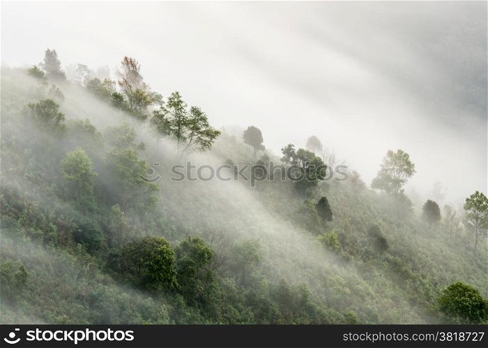 Misty beech forest on the mountain slope in a nature park