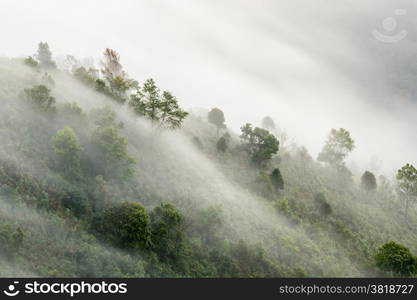 Misty beech forest on the mountain slope in a nature park