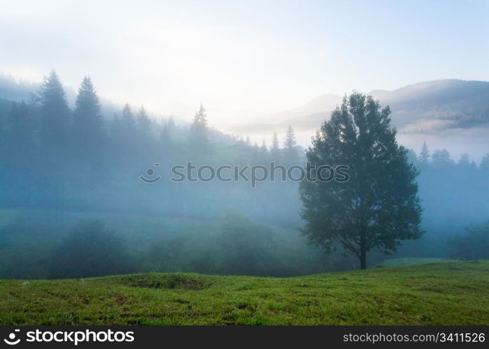 Misty daybreak in summer Carpathian mountain, Ukraine (with mist clouds).