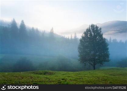 Misty daybreak in summer Carpathian mountain, Ukraine (with mist clouds).