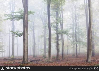 misty early morning beech forest in the netherlands near utrecht on utrechtse heuvelrug in the fall