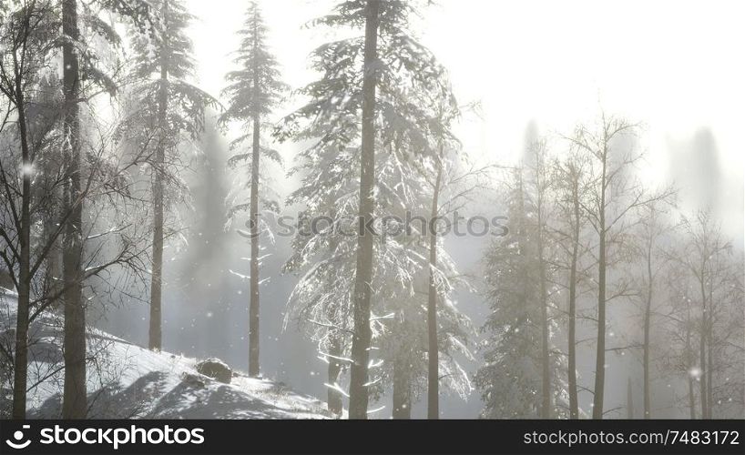 Misty fog in pine forest on mountain slopes