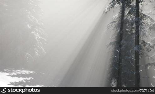 misty fog in pine forest on mountain slopes at winter. Misty Fog in Pine Forest on Mountain Slopes
