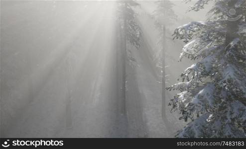 misty fog in pine forest on mountain slopes at winter. Misty Fog in Pine Forest on Mountain Slopes