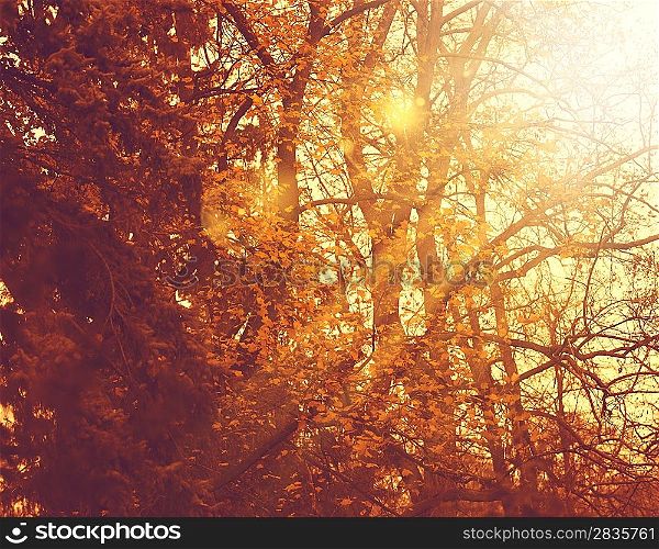 Misty forest. Abstract autumnal backgrounds for your design