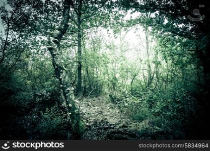 Misty forest foliage with bright lights