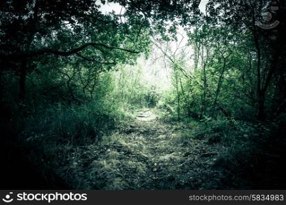 Misty forest foliage with bright lights