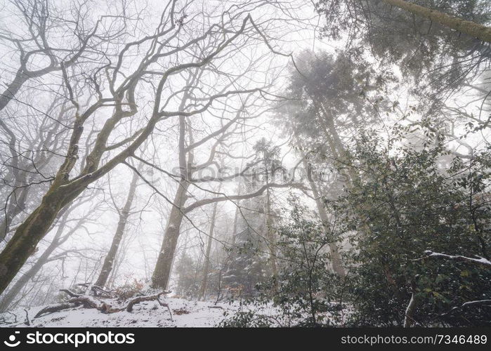 Misty forest in the winter with tall trees and long branches in the fog