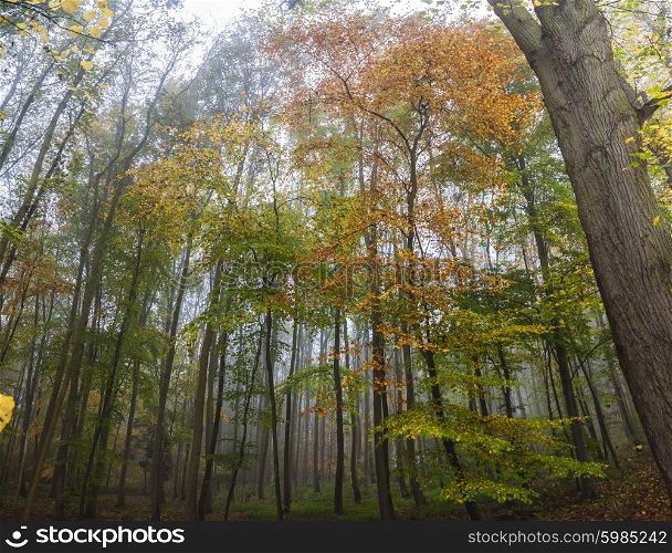 Misty forest woodland trees in Autumn or Fall