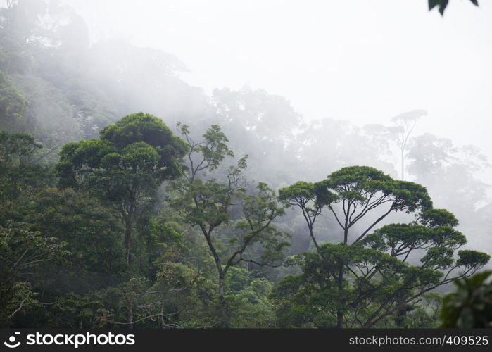 misty jungle forest near Rio at Brazil
