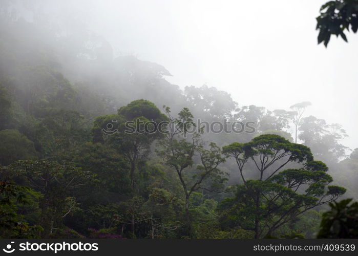 misty jungle forest near Rio at Brazil