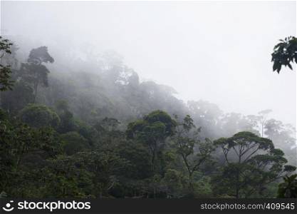 misty jungle forest near Rio at Brazil