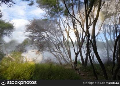 Misty lake and forest in Rotorua volcanic area, New Zealand. Misty lake and forest in Rotorua, New Zealand