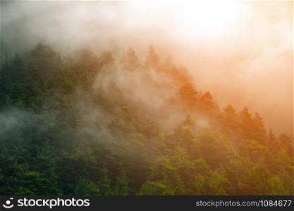 Misty landscape with fir forest in hipster vintage retro style. Autumn misty forest