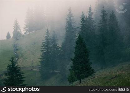 Misty landscape with fir mountain forest in hipster vintage retro style. Misty landscape with fir forest in hipster vintage retro style