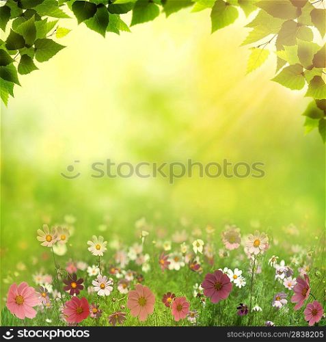 Misty meadow. Abstract natural backgrounds with beauty bokeh