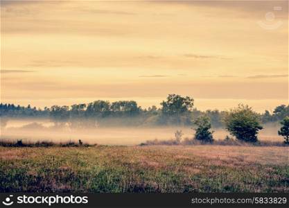 Misty meadow landscape with fields and trees