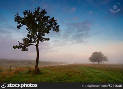 Misty morning on a river. Lone trees on a green meadow. Dramatic colorful scenery. Dawn on a riverbank.