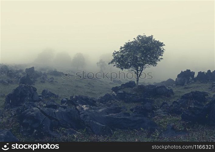 Misty mountain valley full of black rocks. Aquismon, Huasteca Potosina, Mexico