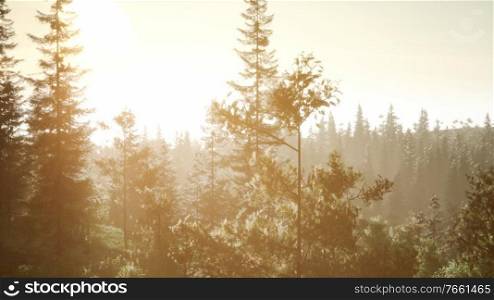 misty nordic forest in early morning with fog
