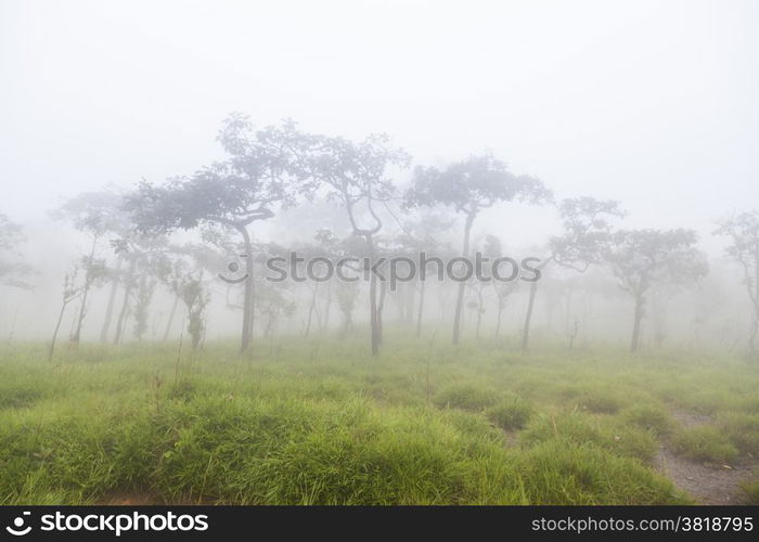 Misty on mountain in the morning.Trees covered with Misty in the morning. And cold air in the winter.