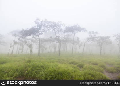 Misty on mountain in the morning.Trees covered with Misty in the morning. And cold air in the winter.