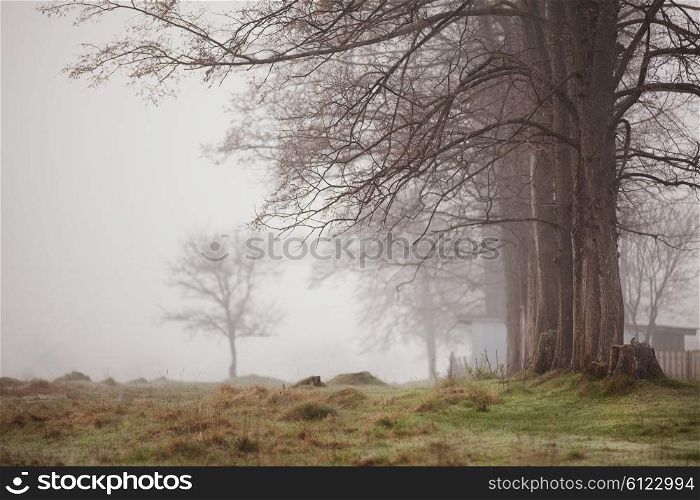 Misty park in early spring. Fog and trees in a village