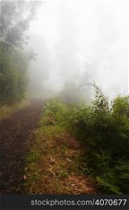 Misty path