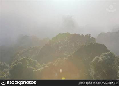 Misty Rainforest in Costa Rica, Central America