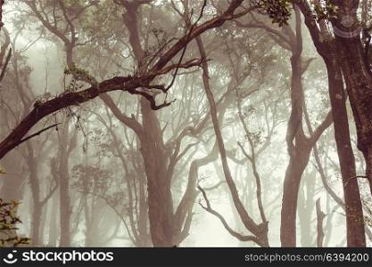 Misty Rainforest in Costa Rica, Central America