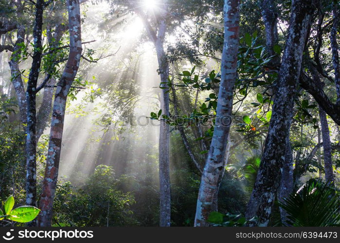 Misty Rainforest in Costa Rica, Central America