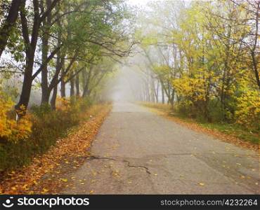 Misty road and the trees