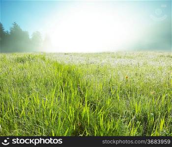 misty spring meadow