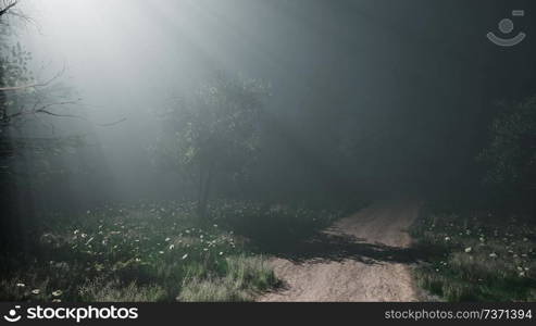 misty spring morning in pine tree forest in Southern Finland. Misty Spring Morning in Pine Tree Forest