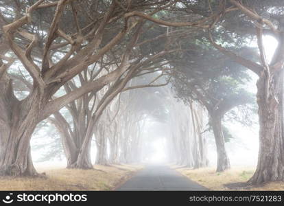 Misty trees alley in foggy weather.