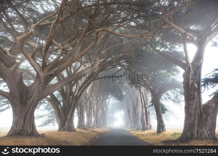 Misty trees alley in foggy weather.