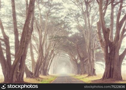 Misty trees alley in foggy weather.