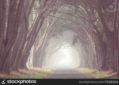 Misty trees alley in foggy weather.