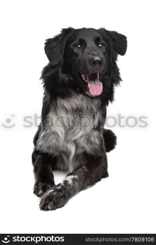 mix border collie. mix border collie sheepdog in front of a white background