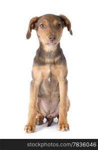 mix breed doberman in front of white background