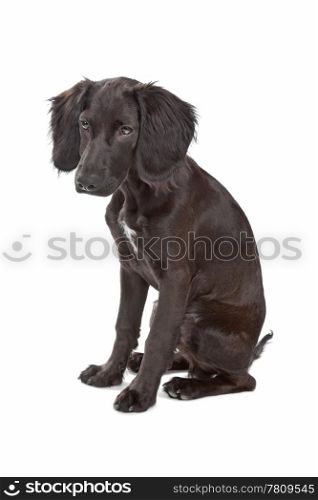 mix breed dog cocker spaniel/flat coated spaniel